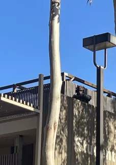 Snipers threatened students and protesters from the roof of the Student Health Center, adjacent to Library Walk. Image credit: Anonymous